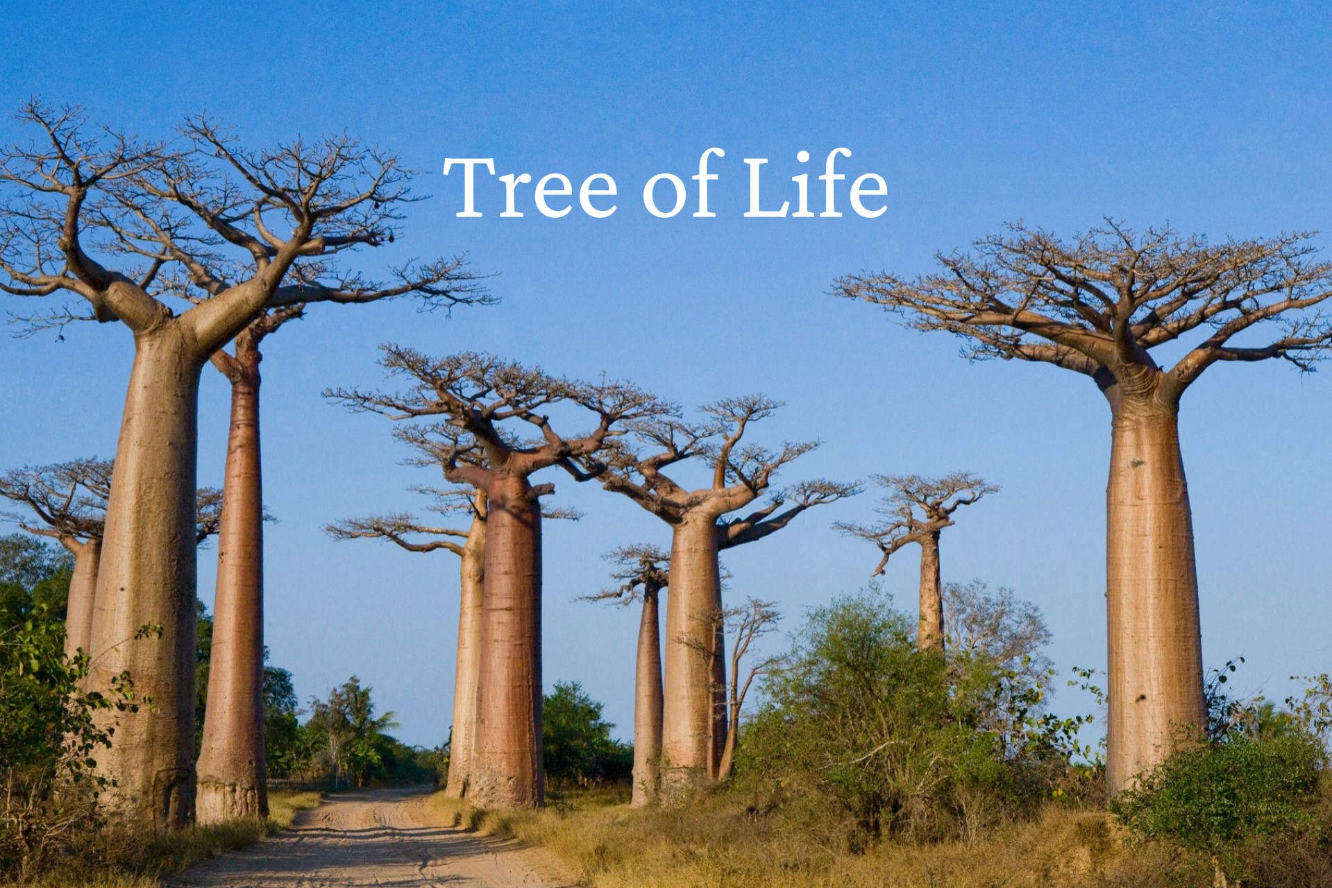 Baobab Trees Along a Path